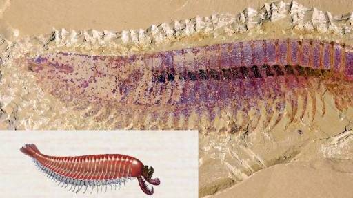 #中国地理# 中科院南京地质古生物研究所科学家最新发现一种5亿多年前的“章氏麒麟虾”化石,