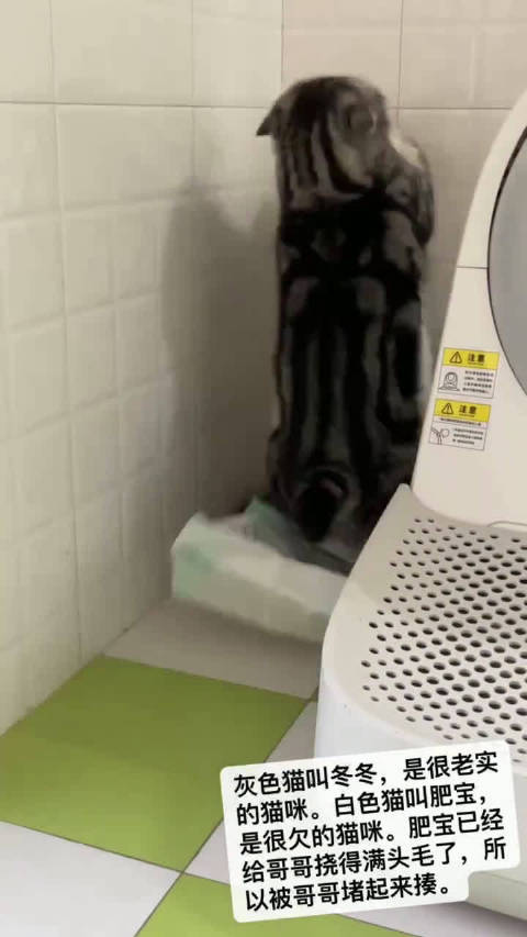 投降降小猫咪表情包的出处找到了!!动起来的投降小猫加倍可爱哦
