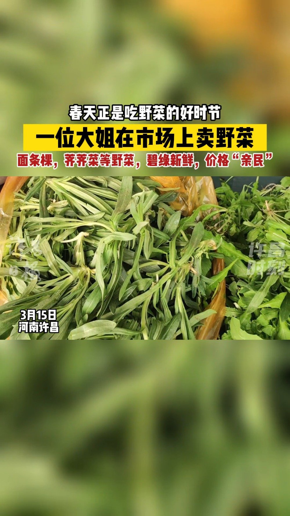 #许昌身边事# 春天正是吃野菜的好时节。3月15日,一位大姐在市场上卖野菜,面条棵,荠荠菜