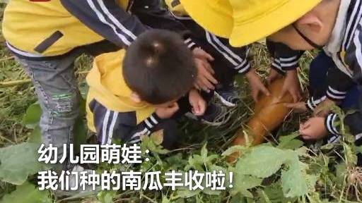 【幼儿园萌娃采摘亲手种植的南瓜 感受大自然的馈赠】近日,河北保定,一群幼儿园的小萌娃们在田