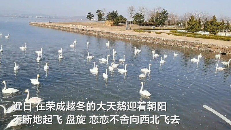 【观赏天鹅要趁早】近日,在荣成越冬的大天鹅陆续向西北方向迁徙,据荣成大天鹅国家级自然保护区