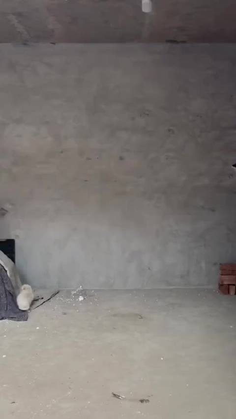 鲨鱼辣椒 