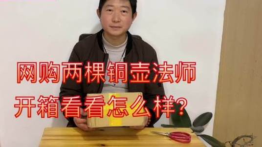 网购两棵多肉铜壶法师,大家看看怎么样  