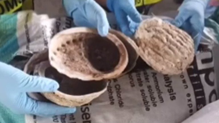 【鲍鱼壳,洋垃圾!】9月4日,经鉴定,深圳海关所属大鹏海关在货运进口渠道查获的一批鲍鱼壳,