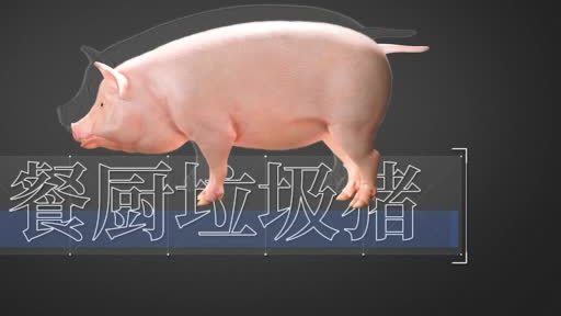 【被扔掉的食物去哪儿了 真的可以被猪吃掉吗?】8月以来,全国各地倡导节约粮食,反对浪费。那