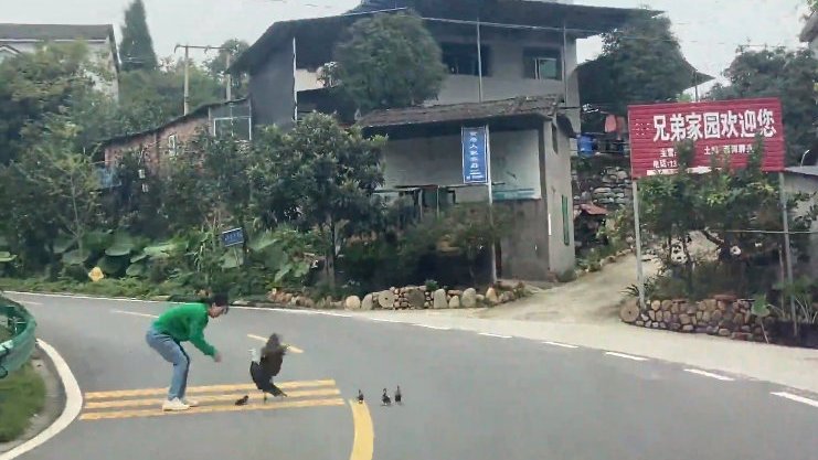 【女子帮助小鸭反被母鸭攻击:误以为要伤害小鸭】10月8日,湖北宜昌。据罗女士称,出玩途中偶