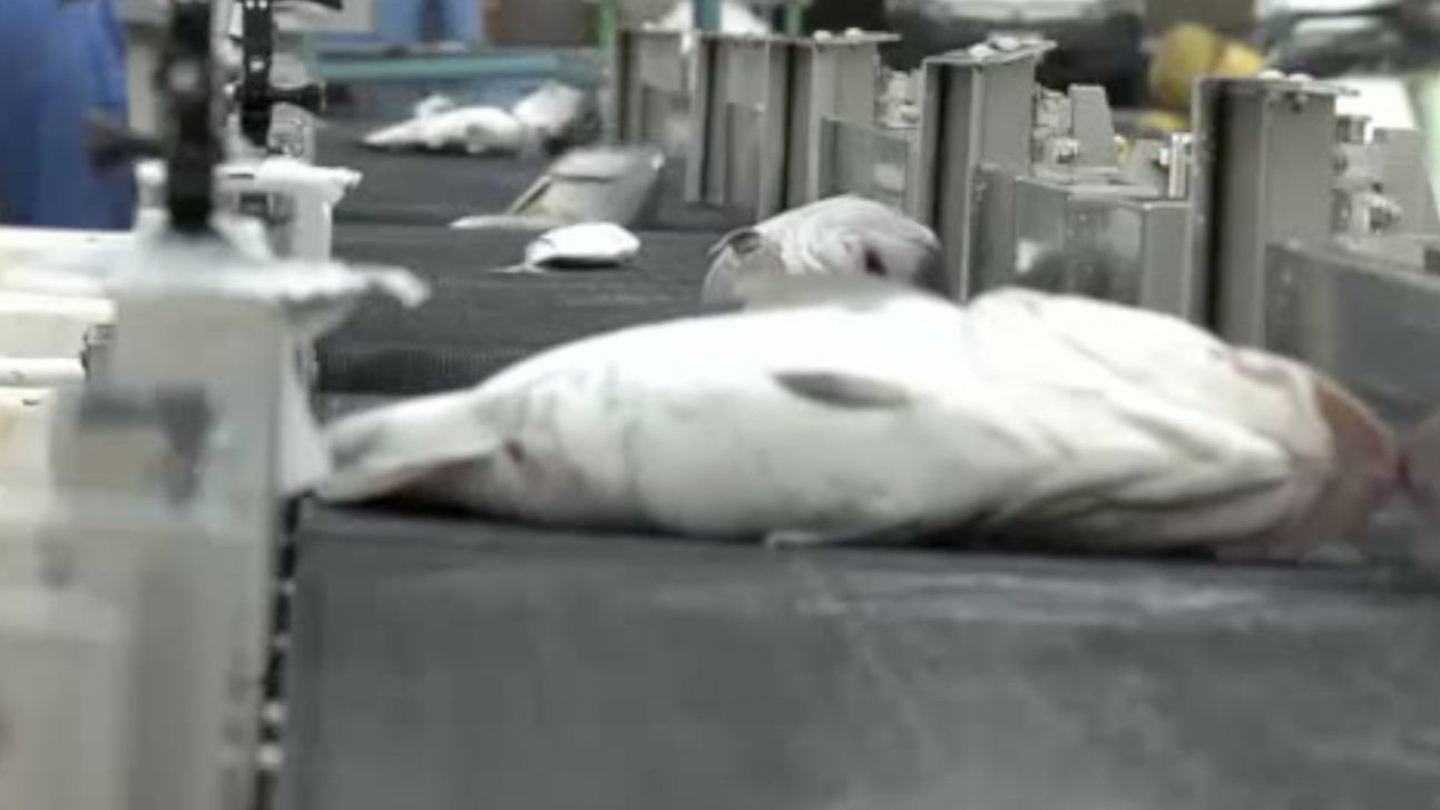 【日本AI鱼脸识别每分钟分拣100条,有望改善劳动力老龄化】近日, 据外媒报道,日本青森县