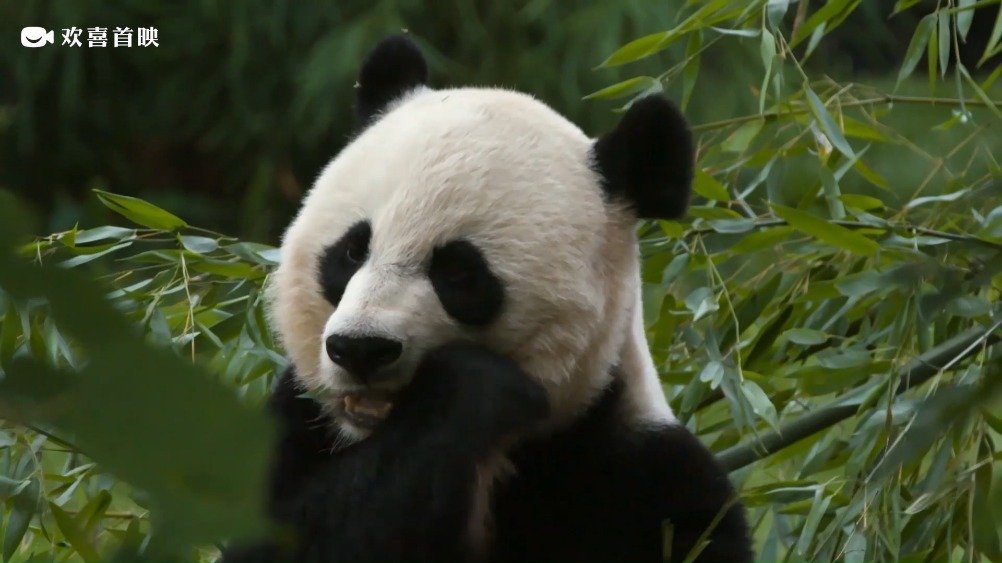 除了玩就是吃,大熊猫的生活了解一下 在欢喜纪录片 《无比可爱的动物》中,大熊猫每天要吃自身