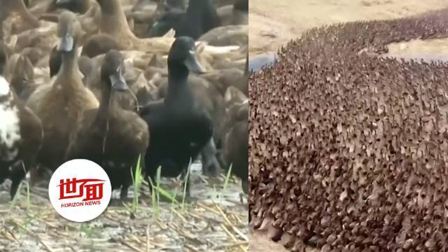 【冲鸭!泰国农民放10000只鸭子吃害虫】9月13日,泰国一段10000只鸭子齐出动冲向稻