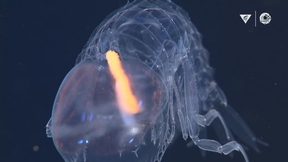 加州“蒙特利湾水族馆”盘点了一大波深海中奇奇怪怪的动物们,水母都像是从科幻电影里走出来的,