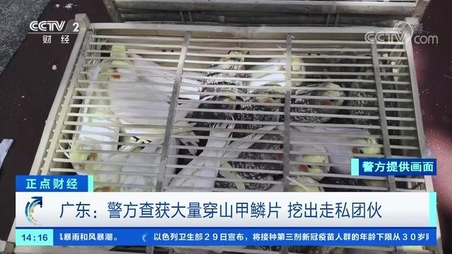【触目惊心!广东警方查获8吨穿山甲鳞片,意味着有16000只穿山甲遭杀害】8吨穿山甲鳞片,