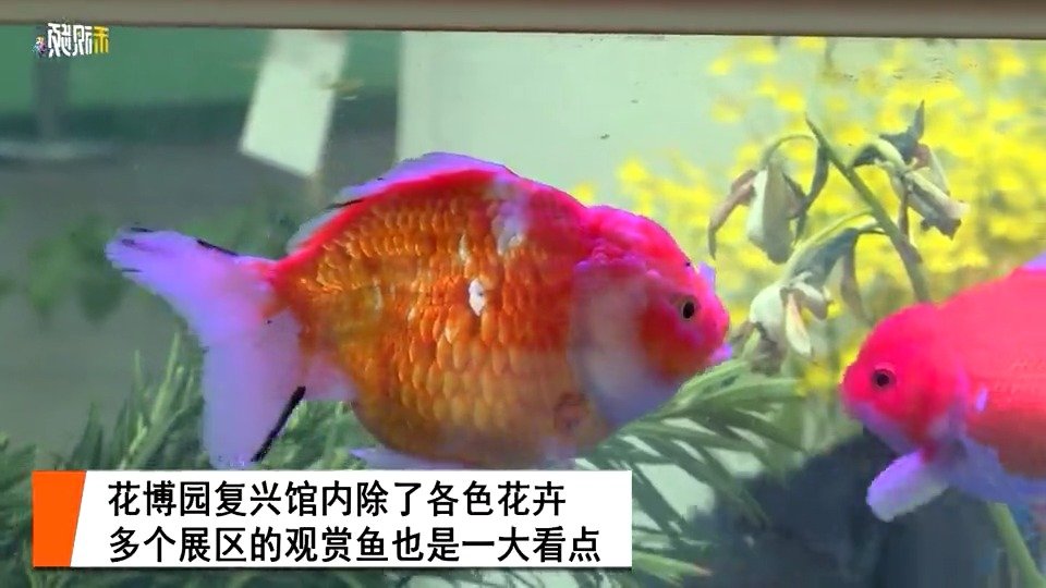 【不仅能赏花还能赏鱼,这些“花博鱼”你都见过吗?】第十届中国花卉博览会迄今为止开幕已经20
