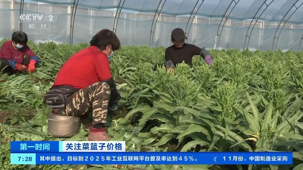 【11月全国蔬菜价格高位回落 市场上冬储菜量足价稳】根据农业农村部最新数据显示,11月份,