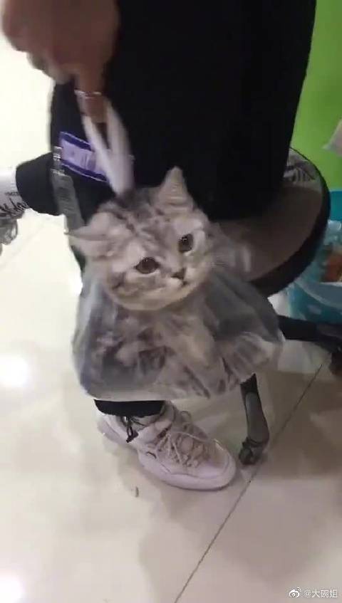 请问这猫多少钱一斤买的?  
