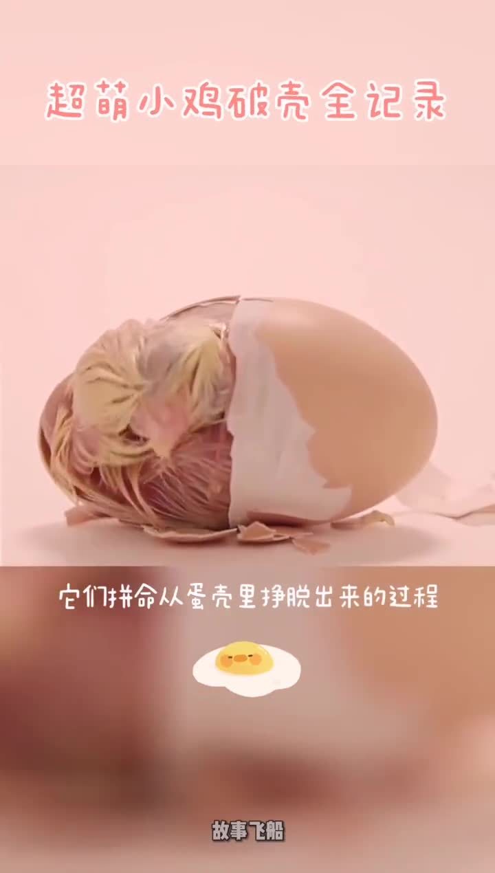 30秒看小鸡破壳而出的过程,每个生命都来之不易啊          