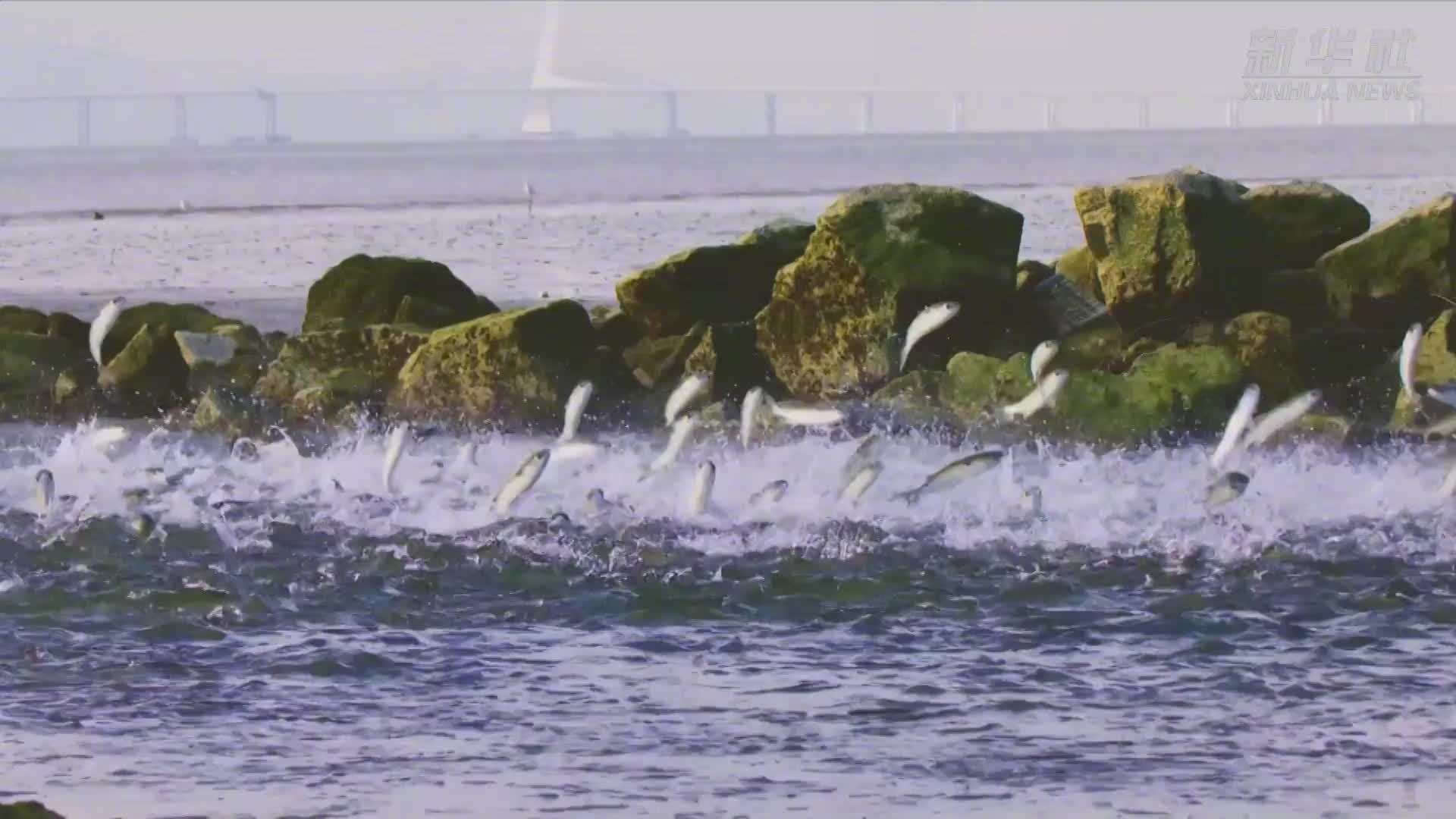 【深圳湾群鱼竞跃水面沸腾】深圳湾近日再现鱼群竞跃奇景。10月26日8时40分左右,深圳湾公