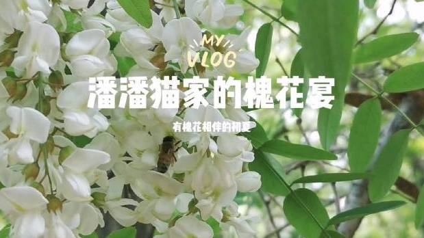 北戴河海边的槐花还没有凋谢,这两个星期吃槐花成了阿那亚居民的饮食风尚。用#美食VLOG# 
