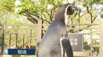 【#2只温带小企鹅户外踏青赏绣球#】近日,南京海底世界的2只温带小企鹅来到明故宫遗址·午朝
