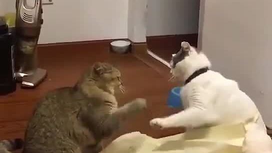 你拍一我拍一,一只小猫钓大鱼         #搞笑幽默中心##搞笑#