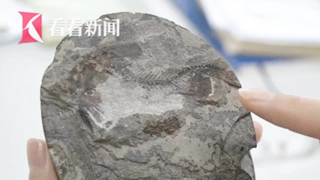 【石油开采也“跨界”! 出土6000万年前鱼化石】最近,位于扬州江都的江苏油田的研究人员在