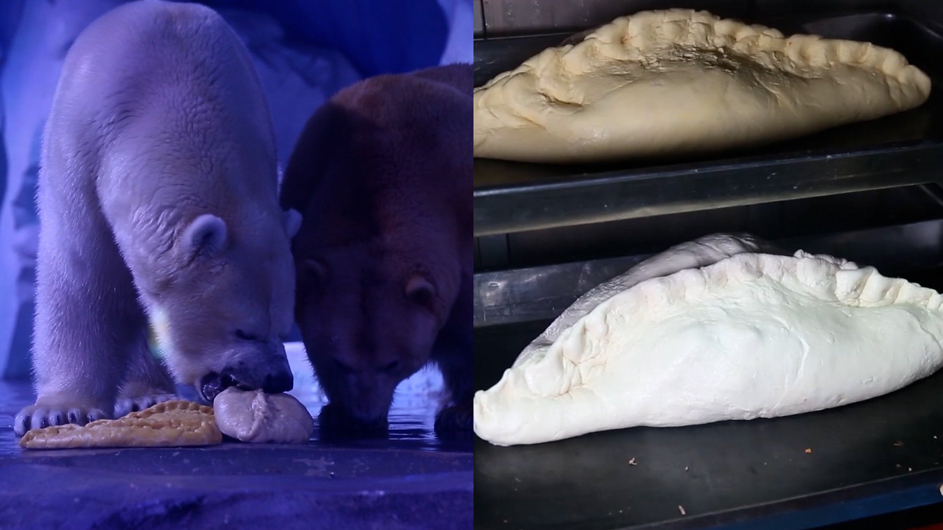 【上海北极熊过年吃到4斤重大饺子 ,熊:我一顿能吃仨】2月12日,大年初一,吃饺子是春节习