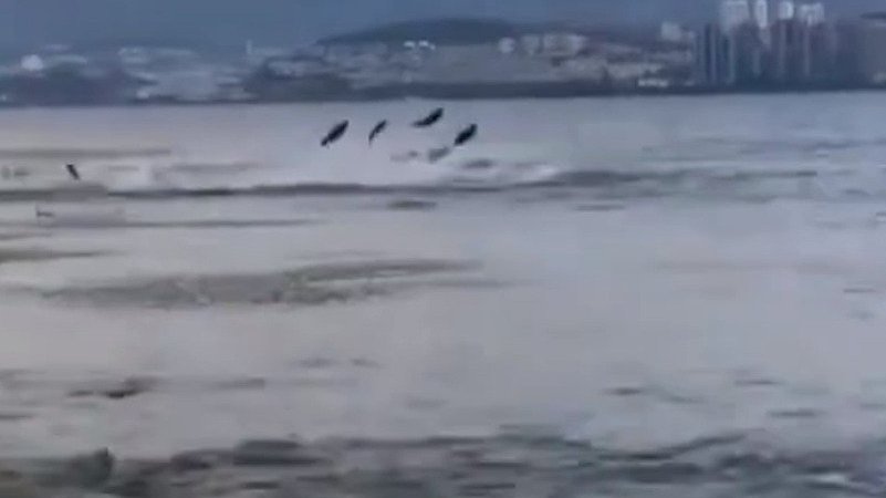 【罕见!云南洱海出现鱼腾奇景 像极了给鱼喂食场景】6月15日,云南大理。有网友拍到洱海、西