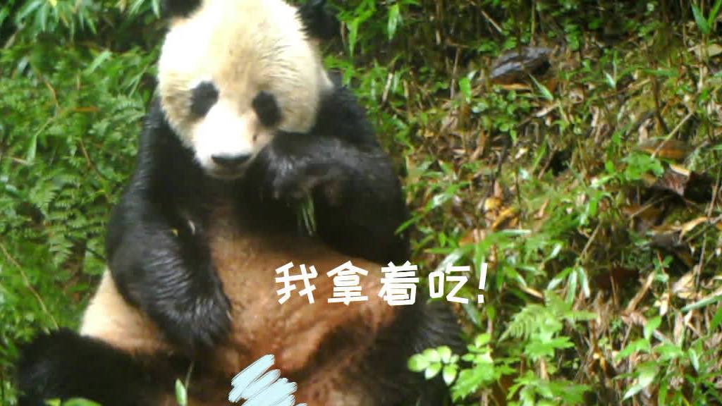 【野生大熊猫吃播画面真香】安装在大熊猫国家公园成都片区的红外相机近距离正面拍到了野生大熊猫