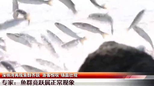 【深圳湾再现鱼群齐跃 游客惊叹“场面壮观”】最近几天,有不少市民拍摄到深圳湾鱼群齐跃的震撼
