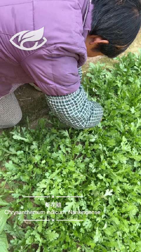 自有一块小菜园[爱你]#潮流生活##新星v计划# 这是群友家的一块小菜园,种的是菊花脑(C