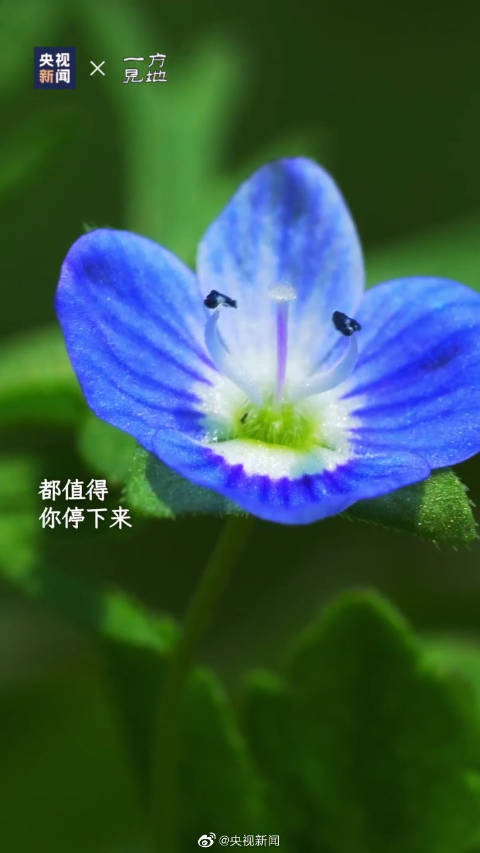 【美!春天常见的小花都叫什么名】当下春正盛,除了漫天樱粉桃红,一些面熟却叫不上名字的花也成