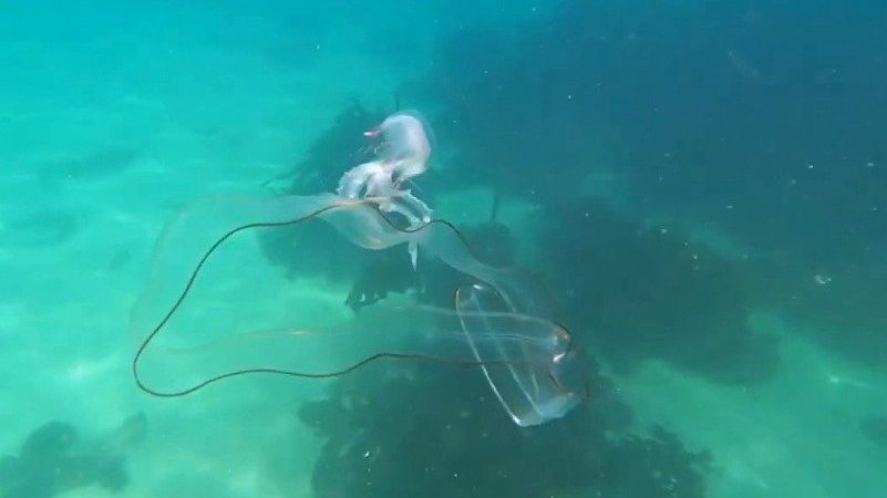 【南非潜水员遇到几乎完全透明的“幽灵鳗鱼” 似舞动的丝带】据英国《每日邮报》1月20日报道