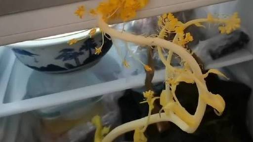 【医生抗疫10天回家发现冰箱白菜开花:这是胜利之花】3月24日,浙江衢州刚刚结束核酸采样任
