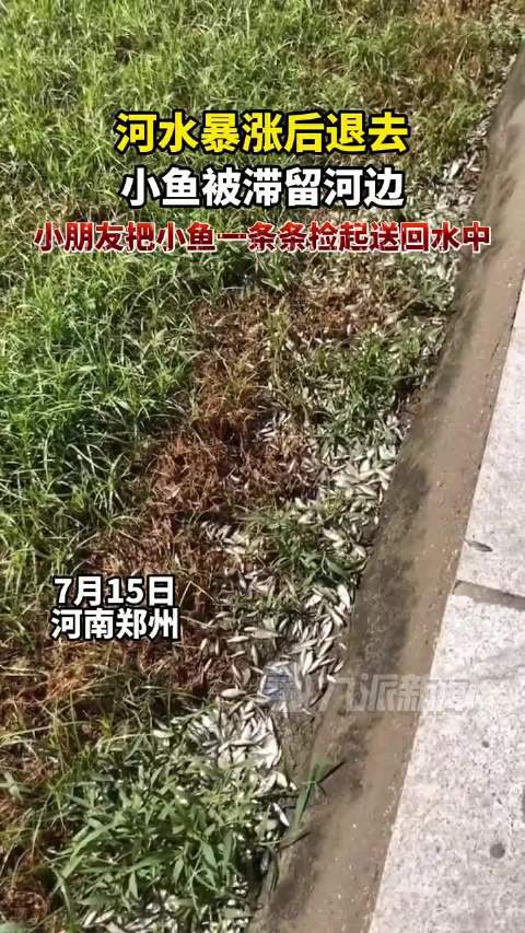 河南郑州,河水暴涨后退去,小朋友救搁浅小鱼 一条一条捡起送回水中
