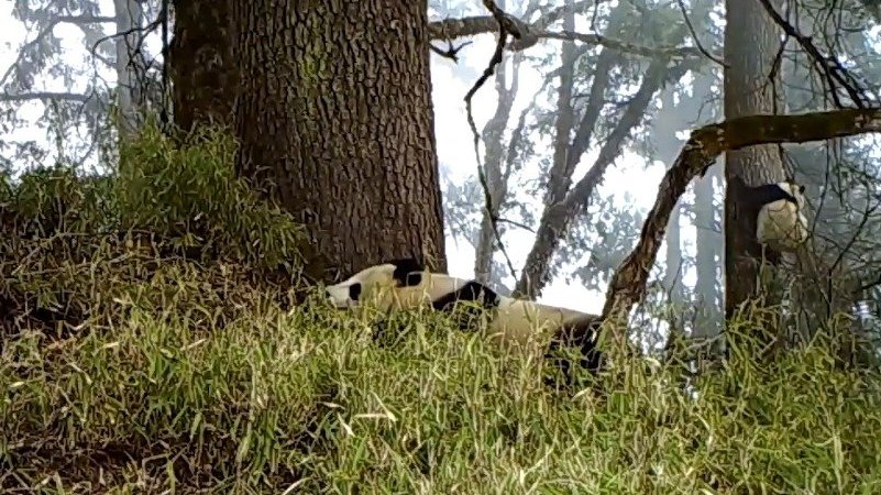 【万万没想到,雪豹是睡在大熊猫上铺的兄弟[思考]】横跨四川、陕西、甘肃三省的大熊猫国家公园