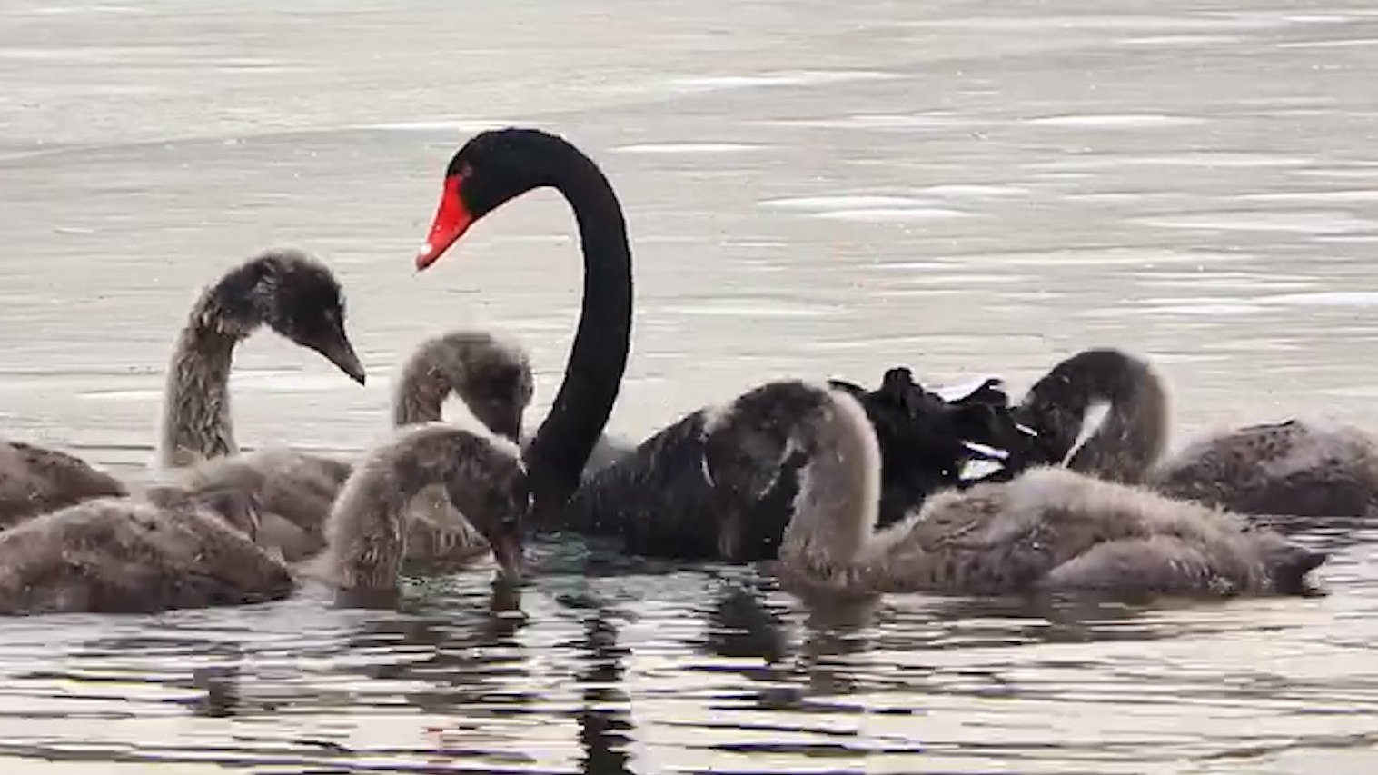 【北京感染禽流感野天鹅已无害化处理 目前发病3只死亡3只】据农业农村部网站消息,北京发生野