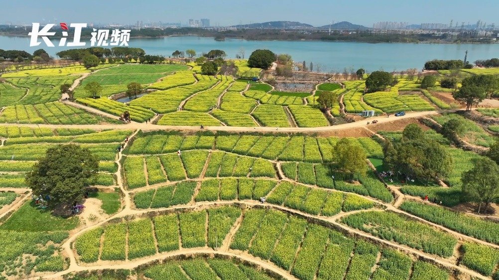 #武汉赏花季# 【阳光明媚,春日限定!#500余亩油菜花已开放#】3月11日,湖北武汉,天