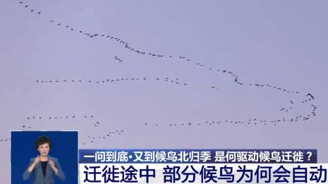 #晚间分享#【 冷知识!鸟群迁徙按地位排队】大雁为什么会自动排队 ?鸟是非常聪明的动物,它