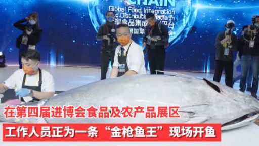 年年有鱼!一睹“金枪鱼王”风采!在第四届进博会食品及农产品展区,今天举行的全球食品集成分销
