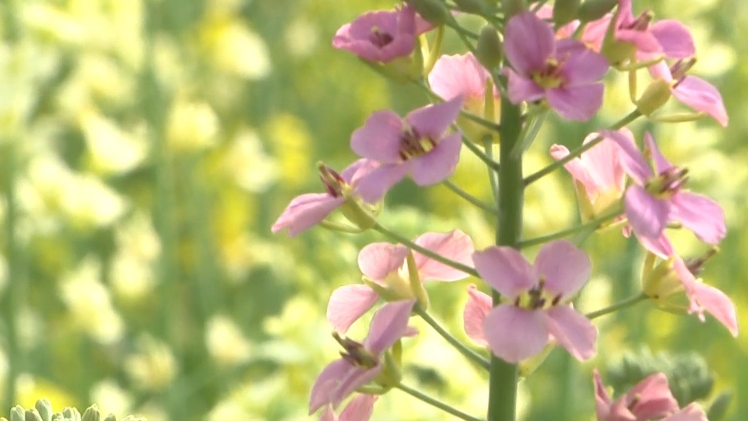 【广汉五色油菜花绽放 你见过吗?】油菜花开之季,满眼金黄是人们熟知的模样。而在德阳广汉高坪