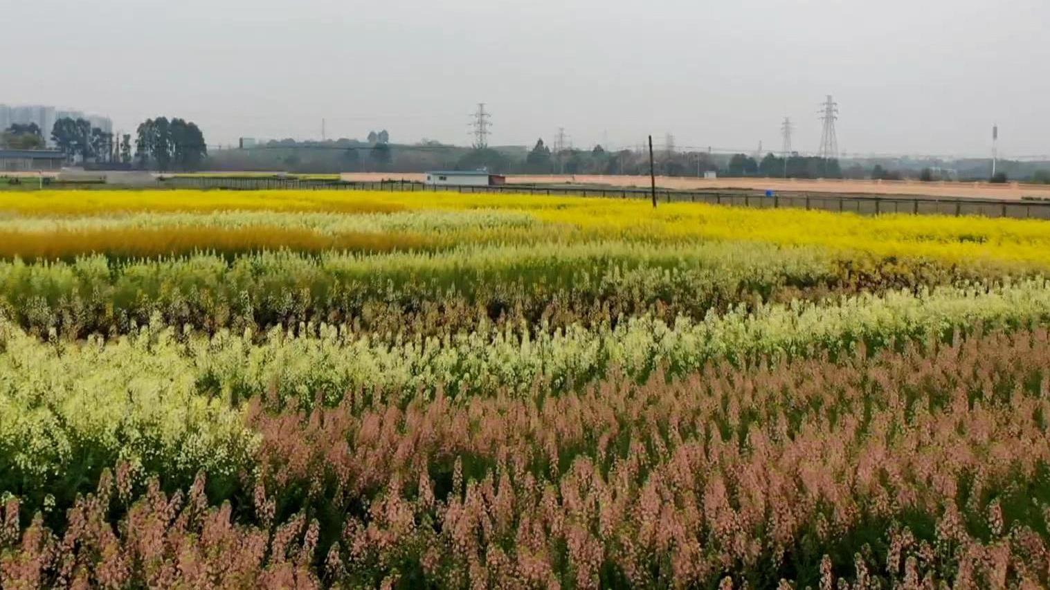 【红的、黄的、白的、粉的... 成都这地油菜花颜色超40种!】春暖蓉城在成都新都区的省农业