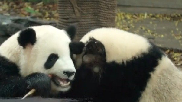 【双语|体验中国|第4集】Panda Breeders关键词:【大熊猫】【成都】【动物保护