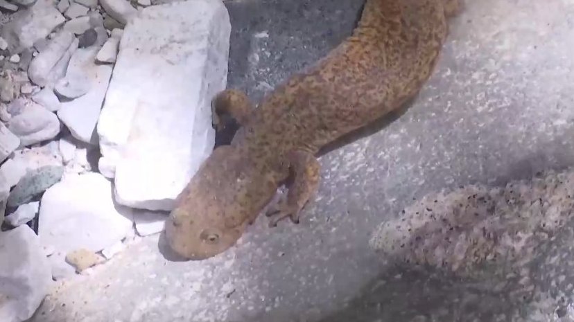 【四川眉山发现活化石山溪鲵 和恐龙同处一个时代】近日,眉山市洪雅林场护林员巡山时,在瓦屋山