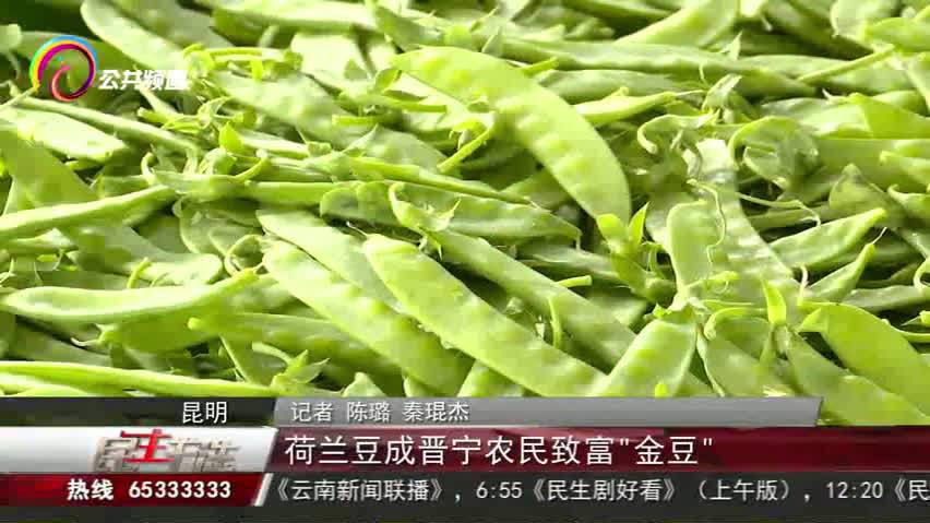 【#荷兰豆在云南的进阶之路#】目前,正值春季荷兰豆上市的时候。在昆明市晋宁区的六街镇,荷兰