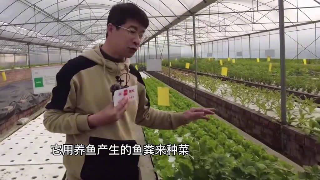 看稀奇!【种菜全靠鱼?&nbsp;成都鱼菜共生生态农场 &nbsp;你见过吗?】养鱼不换水,种菜不施肥,这能行