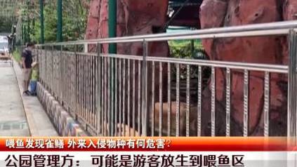 【深圳一公园突现水中杀手雀鳝 管理方:可能是游客放生】近日,有市民在龙岗求水山公园喂鱼时,