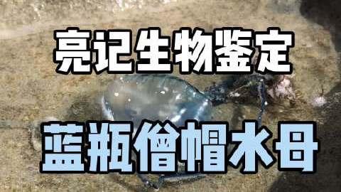 西沙的蓝瓶僧帽水母真不少