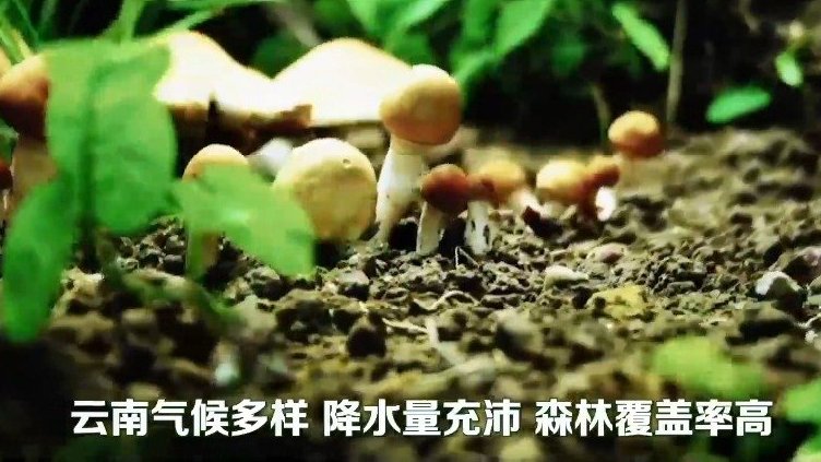 【全球连线|寻找生物多样性的奥秘·“菌”子之交】云南是中国生物多样性最为丰富的省份,不仅是