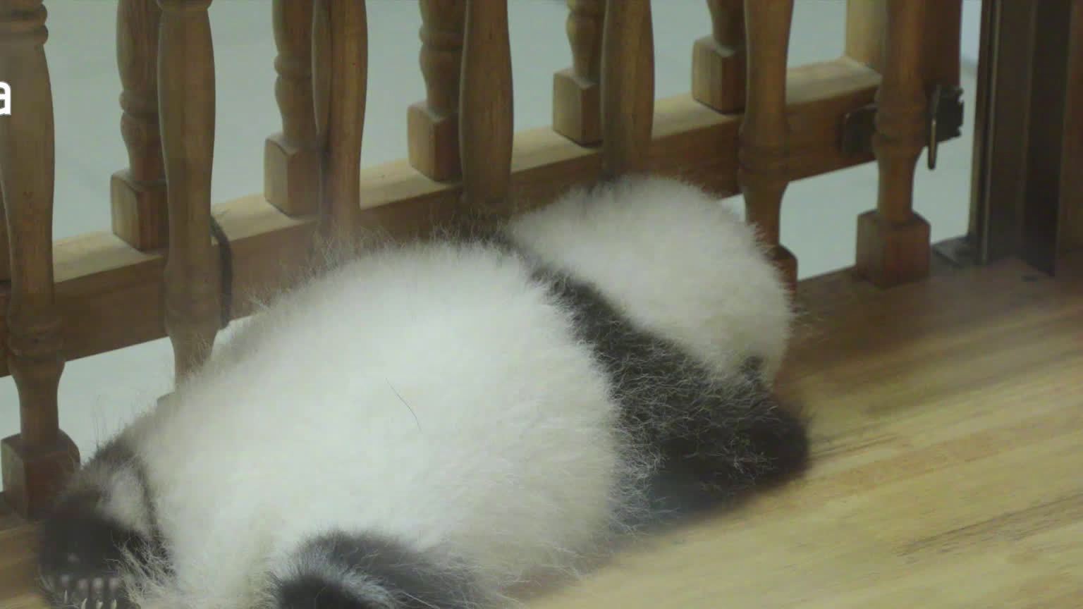 【转存!罕见的“棉花糖”～】今天吸熊猫大熊猫精致起来什么样?“袜子”都必须有花边,势必美到