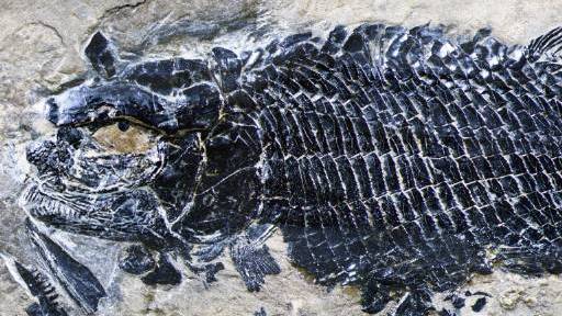 【云南发现2.44亿年前肋鳞裂齿鱼类化石】10月13日,记者从中科院古脊椎动物与古人类研究