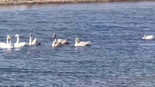 【天鹅湖面歇脚遭人扔石子吓跑,村民:摄影师要制造效果】近日,十几只天鹅来到内蒙古赤峰市红山